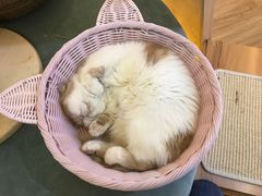 -滚猫咖啡·猫咖·猫友好撸猫(未来城店)