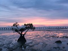 -宝安西湾红树林湿地公园