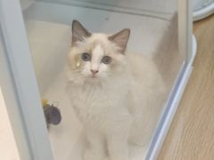 -翊宠yipet猫狗购宠庄园犬舍•猫舍