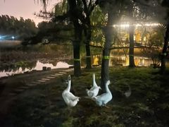 -望湖公园