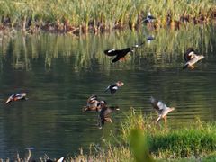 -华侨城湿地公园