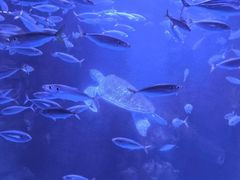 -太平洋海底世界