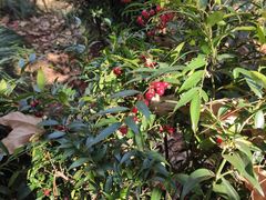 -昆明植物园