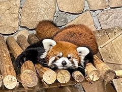 -绿色星球动物主题公园