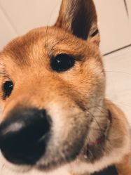 -飛凡TATTOO纹身•原创