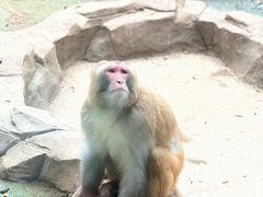 -深圳野生动物园