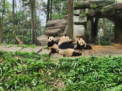 -中国大熊猫保护研究中心雅安碧峰峡基地
