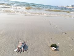 -霞涌市场海鲜摆卖区