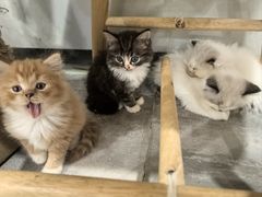 -楼上猫咖(罗湖店)