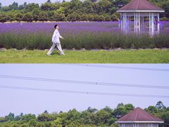 -紫颐香薰山谷景区