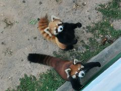 -西霞口神雕山野生动物世界