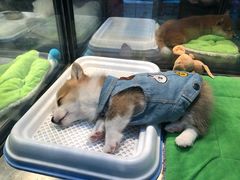 -宠物世家(仲盛世界商城店)