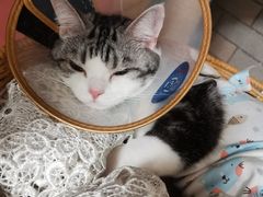-萌兽医馆·犬猫专科·眼科中心·宠物医院(朝阳门分院)