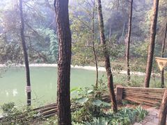 -铁山坪森林公园