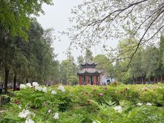 -洛阳白马寺