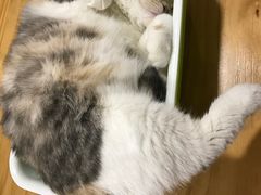 -藦茜花园宠物主题亲子互动体验馆(国顺东路店)