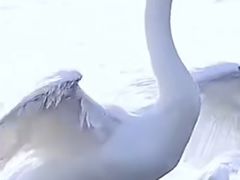 -烟墩角天鹅湖