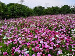 -上海杨姆庄园