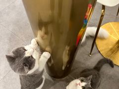 -飞行喵MR PILOT|猫舍·猫咖(静安大融城店)