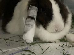 -爱侣宠医·鹦鹉专科·小型哺乳类·异宠专科(灵石路店)