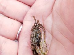 -红树林天天赶海