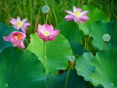 -池杉湖湿地公园