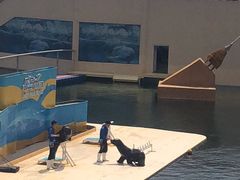 -秦皇岛乐岛海洋王国