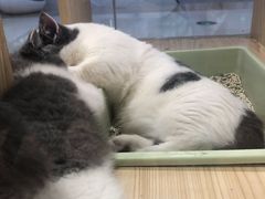 -屋虎猫馆(宝安大仟里店)