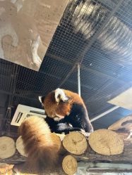 -Zoolung Zoolung动物主题公园(海信广场店)