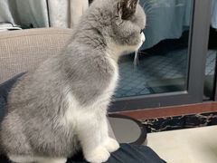 -lincat·猫舍(广州店)
