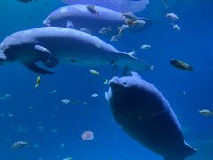 -珠海长隆海洋王国