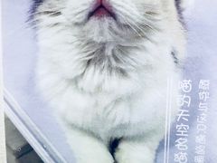 -喵的天空名猫咖啡馆·撸猫·猫舍·用品