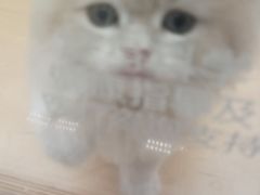 -帕帕拉兹宠物(亚洲旗舰店)