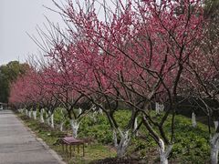 -上海海湾国家森林公园