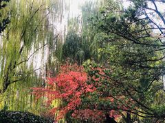 -秋霞圃