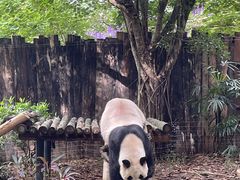 -深圳野生动物园