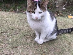 -爱侣·安琦尔宠物医院·中兽医针灸·心内科·狂犬免疫点(宝山区院)