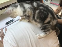 -lincat·猫舍(广州店)