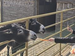 -无锡动物园·太湖欢乐园