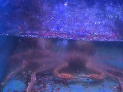 -月下料理(楷林IFC店)