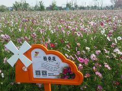-荷兰花海