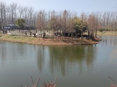 -合肥滨湖国家森林公园