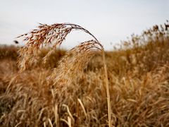 -野鸭湖国家湿地公园
