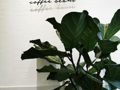 -red donkey coffee
