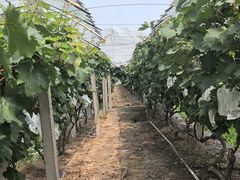 -马陆小张葡萄园农家乐