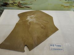 -吉林省自然博物馆