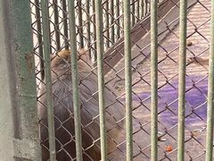 -合肥野生动物园