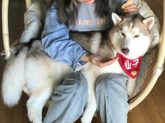 -Husky Go! 哈士奇体验馆·宠物咖啡厅狗咖