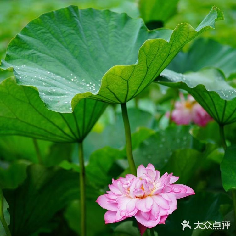 华岩寺的荷花开了