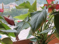 -粤点越有·茶点·粤菜(樵岭国际店)